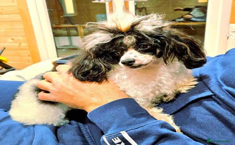 Toy Poodle dogs TINY KC PARTI TOY POODLE STUD HEALTH TESTED - Advert 1