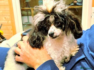 Toy Poodle dogs TINY KC PARTI TOY POODLE STUD HEALTH TESTED - Advert 4