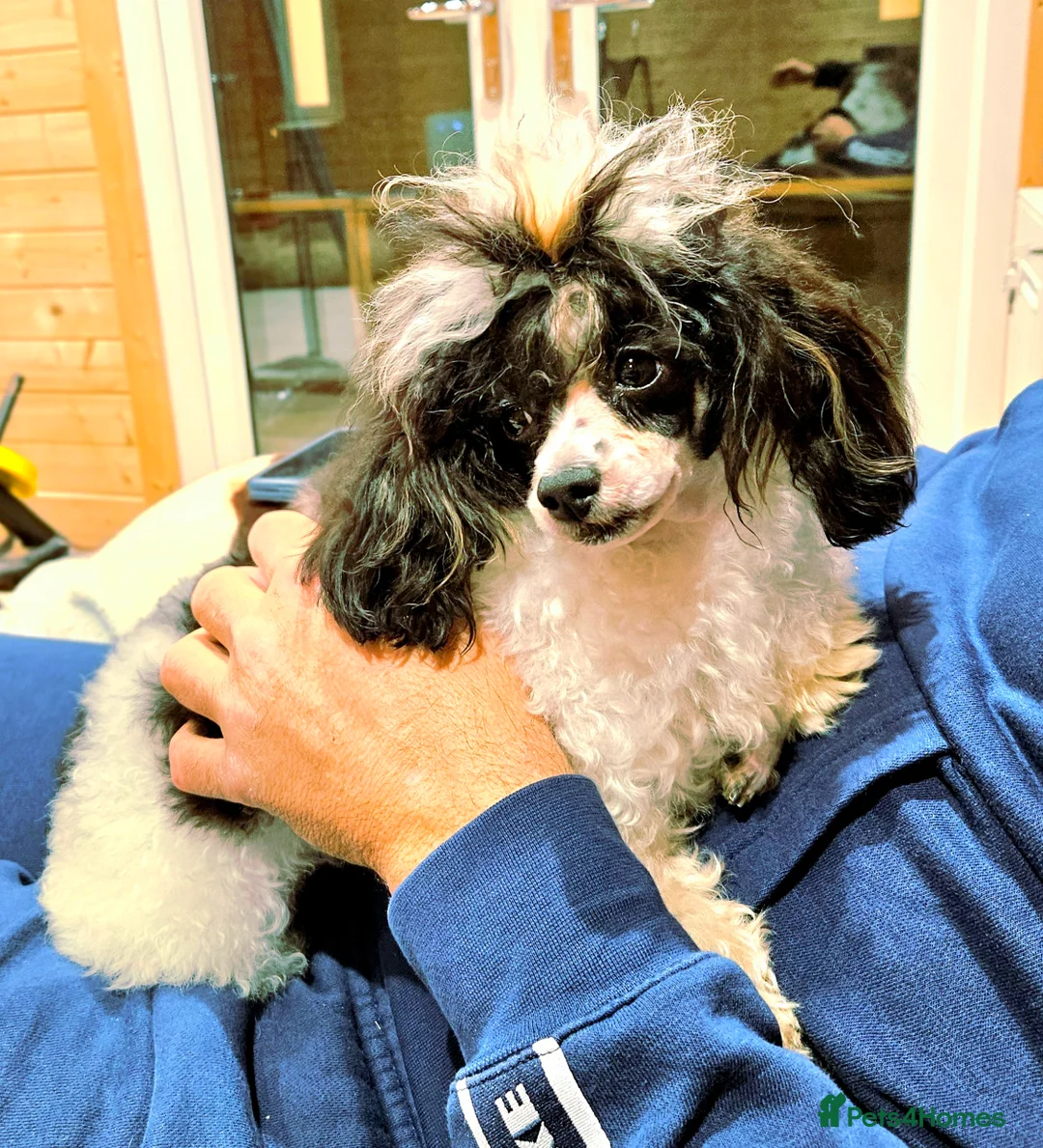 Toy Poodle dogs for stud: TINY KC PARTI TOY POODLE STUD HEALTH TESTED - Advert 1