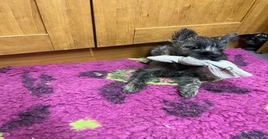 Cairn Terrier dogs - Advert 2