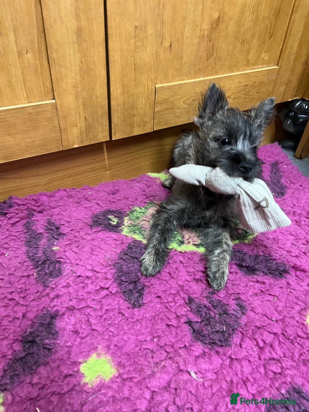 Cairn Terrier dogs for sale: Adorable Cairn Terrier Boy - Image 2