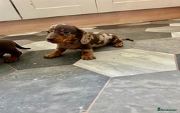 Dachshund dogs for sale: Miniature Dachshund 🐾 - Image 9