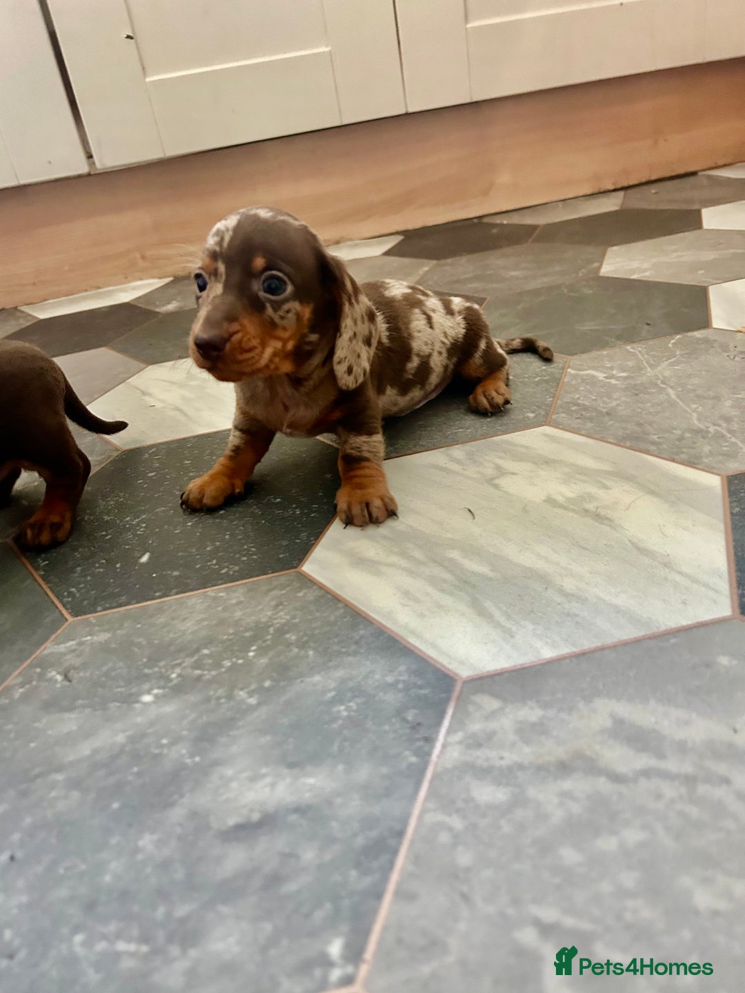 Dachshund dogs for sale: Miniature Dachshund 🐾 - Image 9