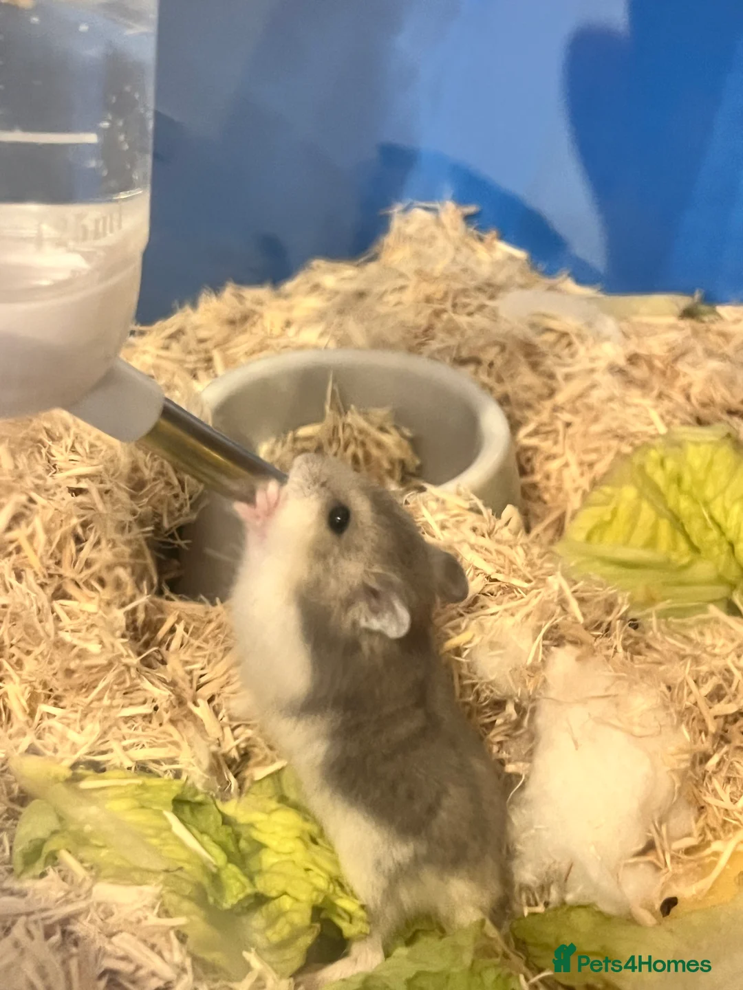 Hamster rodents for sale: Dwarf hamsters for sale 🙂 - Advert 11