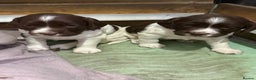 English Springer Spaniel dogs for sale: English Springer Spaniel Puppies - Advert 18