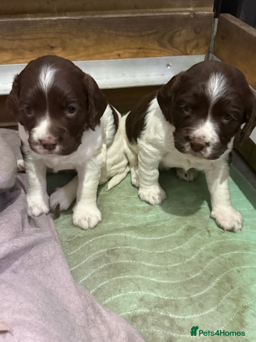English Springer Spaniel dogs for sale: English Springer Spaniel Puppies - Advert 18
