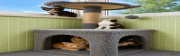 Mixed Breed cats for sale: Rare female ginger, & calico kittens - Advert 10