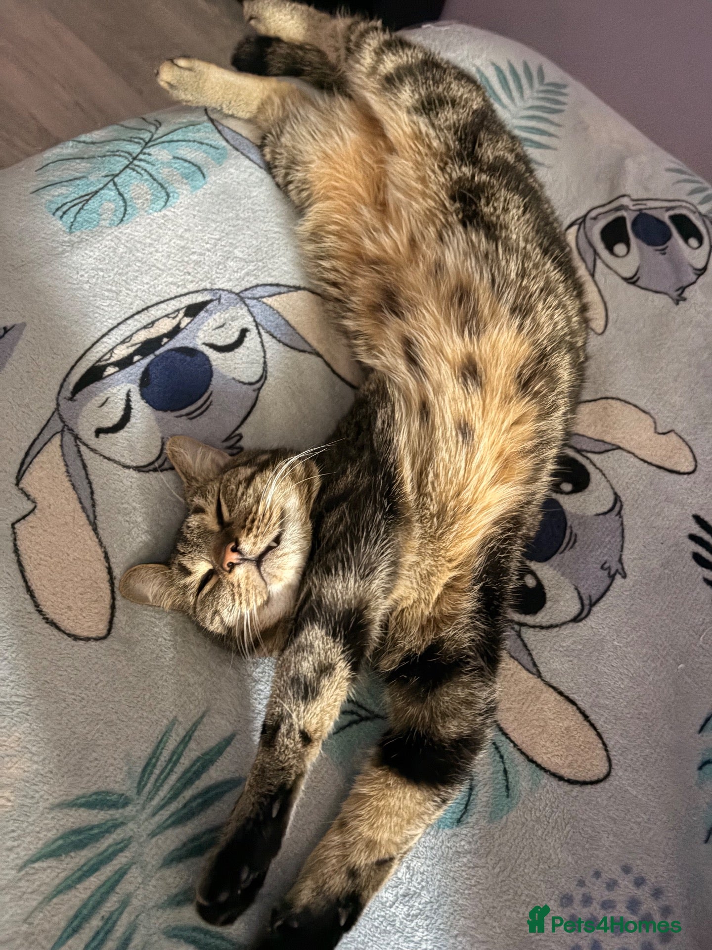 Mixed Breed cats Female tabby/bengal cat - Advert 1