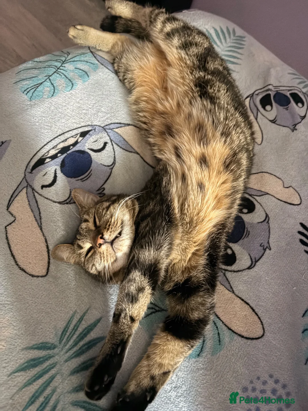Mixed Breed cats for sale: Female tabby/bengal cat in Dukinfield - Advert 1