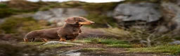 Miniature Dachshund dogs for stud: KC Chocolate & Tan Miniature Stud Available 🐾 - Advert 3