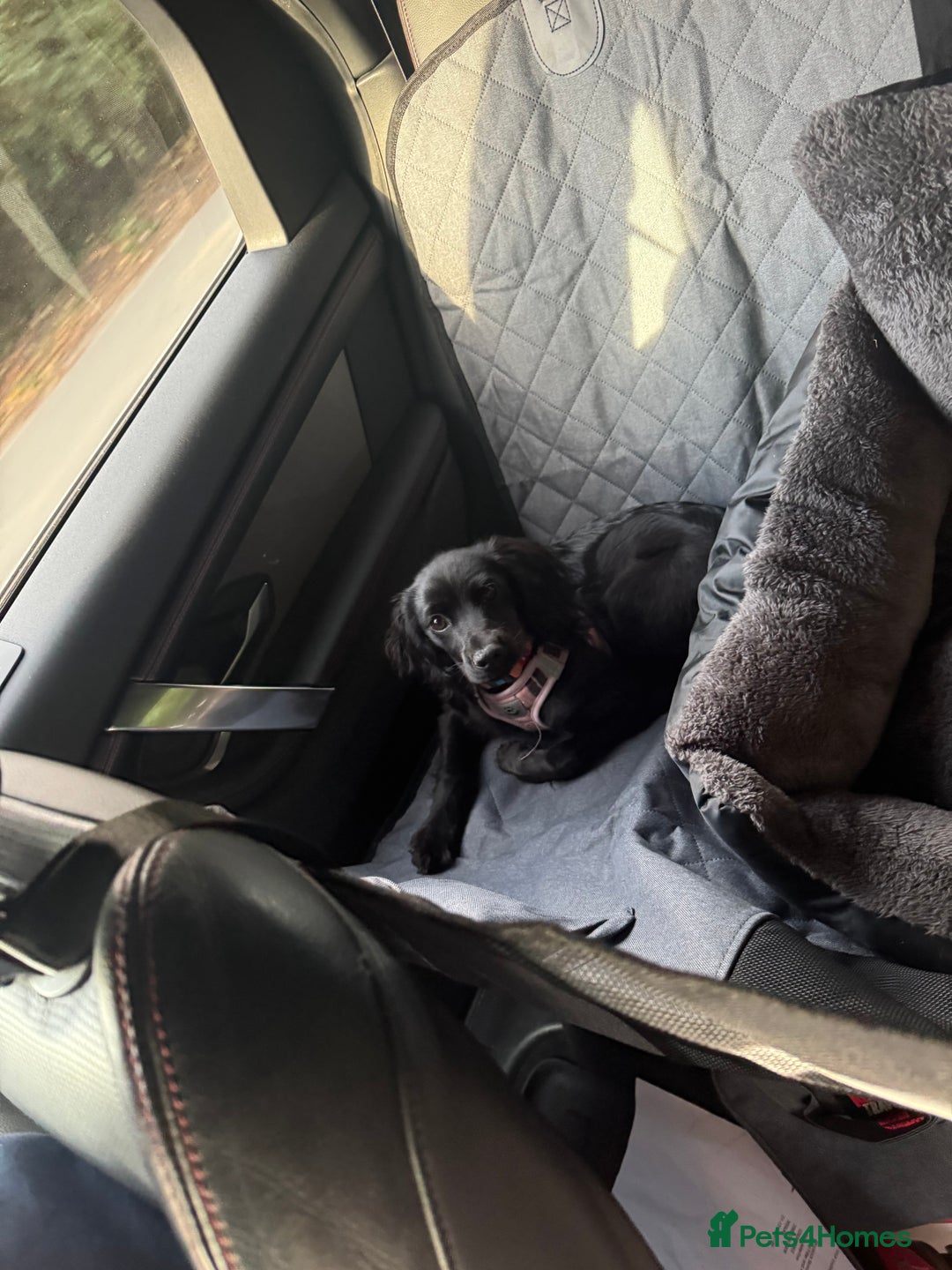 Cocker Spaniel dogs for sale: Female Working Cocker Spaniel for sale  - Image 1