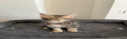Mixed Breed cats for sale: Beautiful Ragdoll Mix Kittens 😻 in Croydon - Advert 6