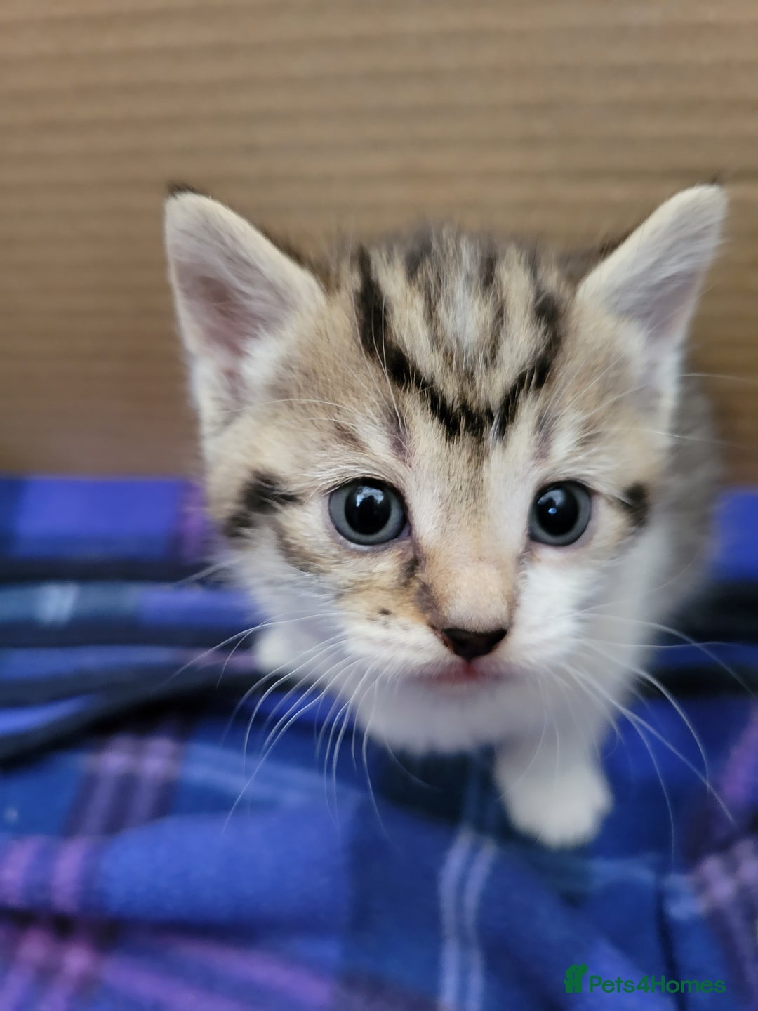 Mixed Breed cats for sale: 4 adorable kittens for sale - Image 10