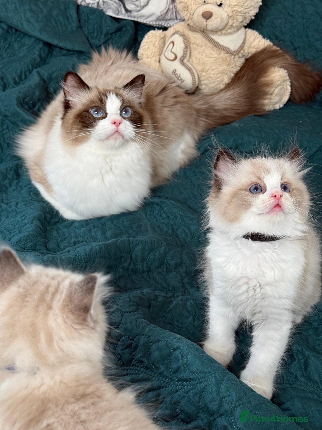 Ragdoll cats for sale: Beautiful Ragdoll kittens TICA - Advert 4