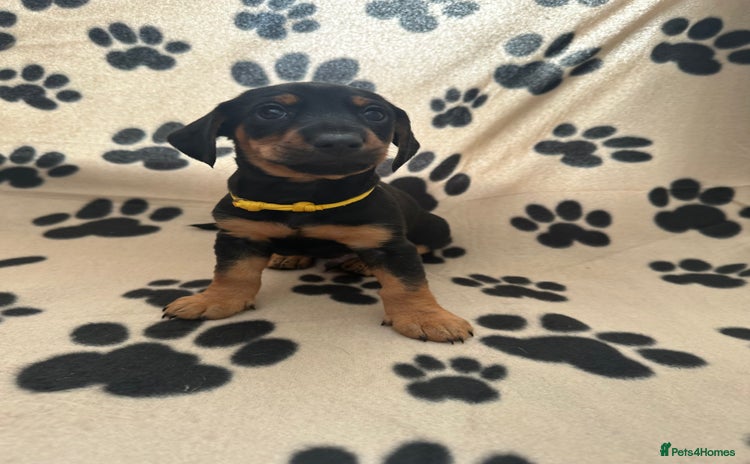 Mixed Breed dogs - Advert 4