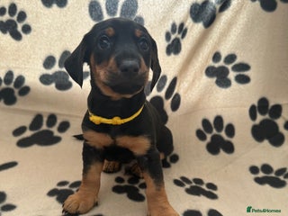 Mixed Breed dogs - Advert 30