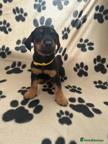 Mixed Breed dogs - Advert 4