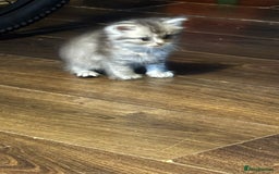 Perdoll cats for sale: Beautiful perdoll babies - Image 19