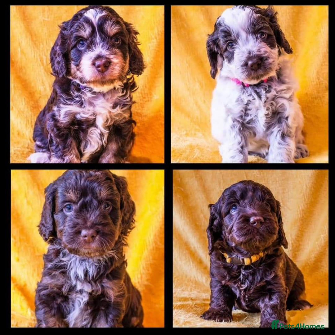 Miniature Poodle dogs for stud: KC registered / health tested / colour tested  in Bolton - Image 7
