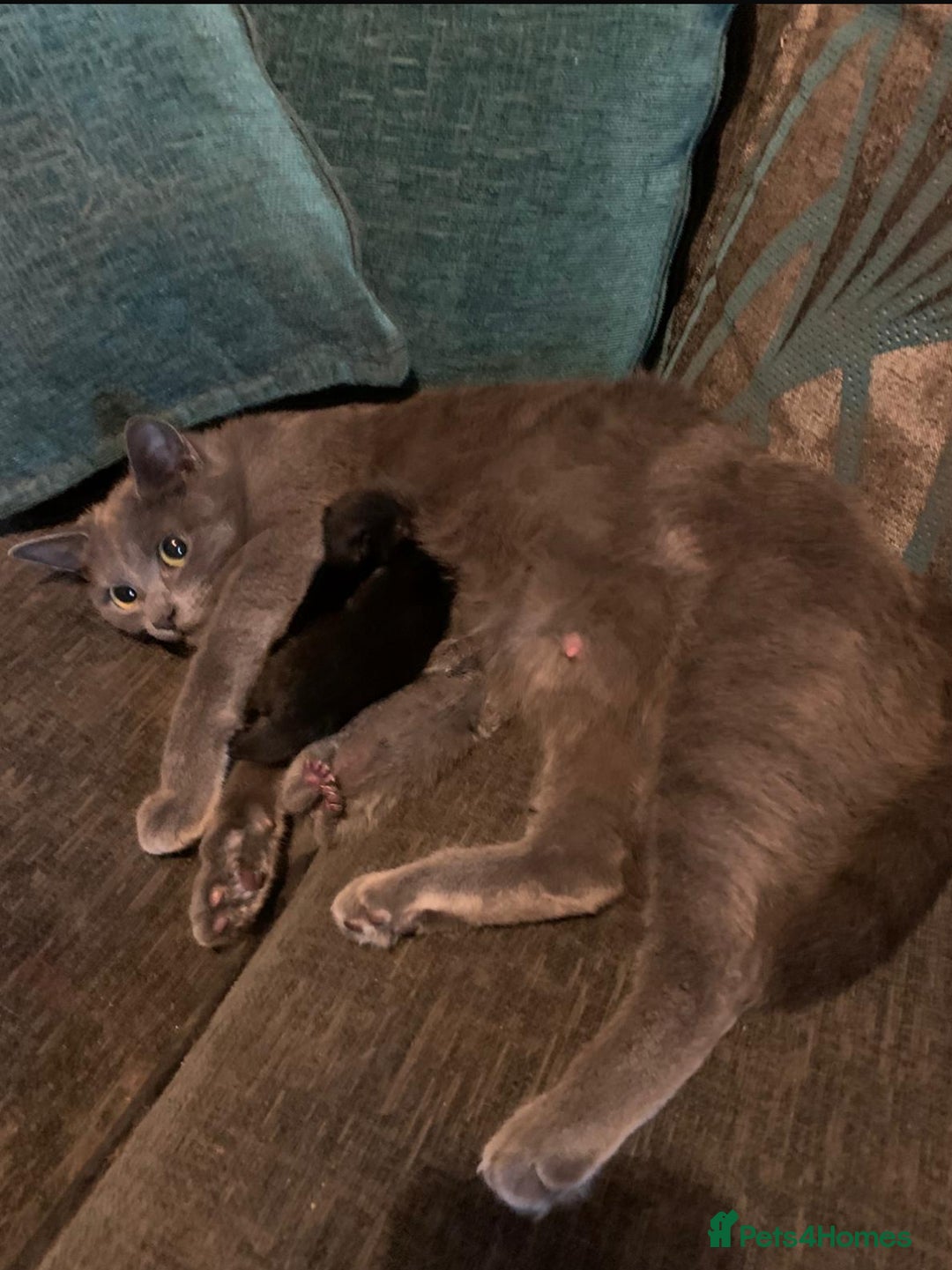 Mixed Breed cats for sale: Beautiful kittens ready now - Image 13