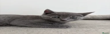 Russian Blue Kitten 4