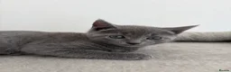 Russian Blue cats for sale: 6 Stunning GCCF Russian Blue Kittens 🐾  - Advert 33