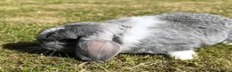 Mini Lop rabbits for sale: Beautiful Mini Lops - Advert 10