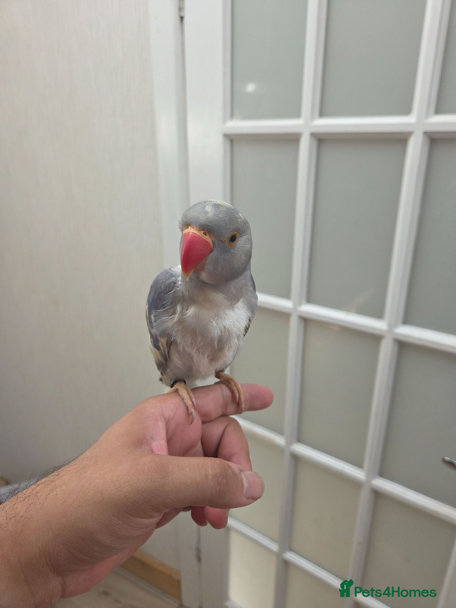 Ringnecks birds Recessive Pied Indian Ring Neck - Advert 1