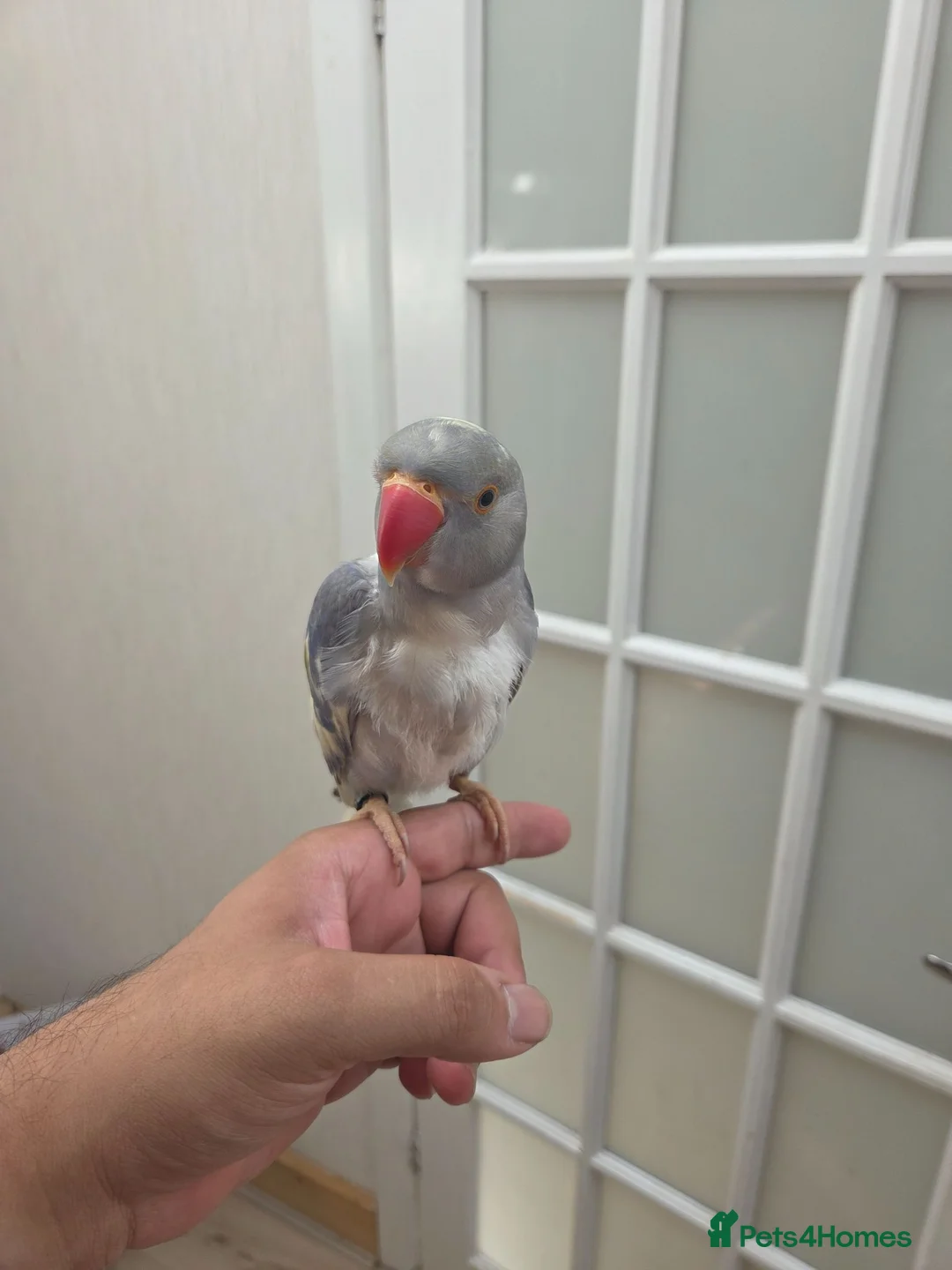 Ringnecks birds for sale: Recessive Pied Indian Ring Neck - Advert 1