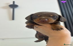 Miniature Dachshund dogs for sale: Four beautiful male miniature dachshunds💙💙💙💙  - Image 3