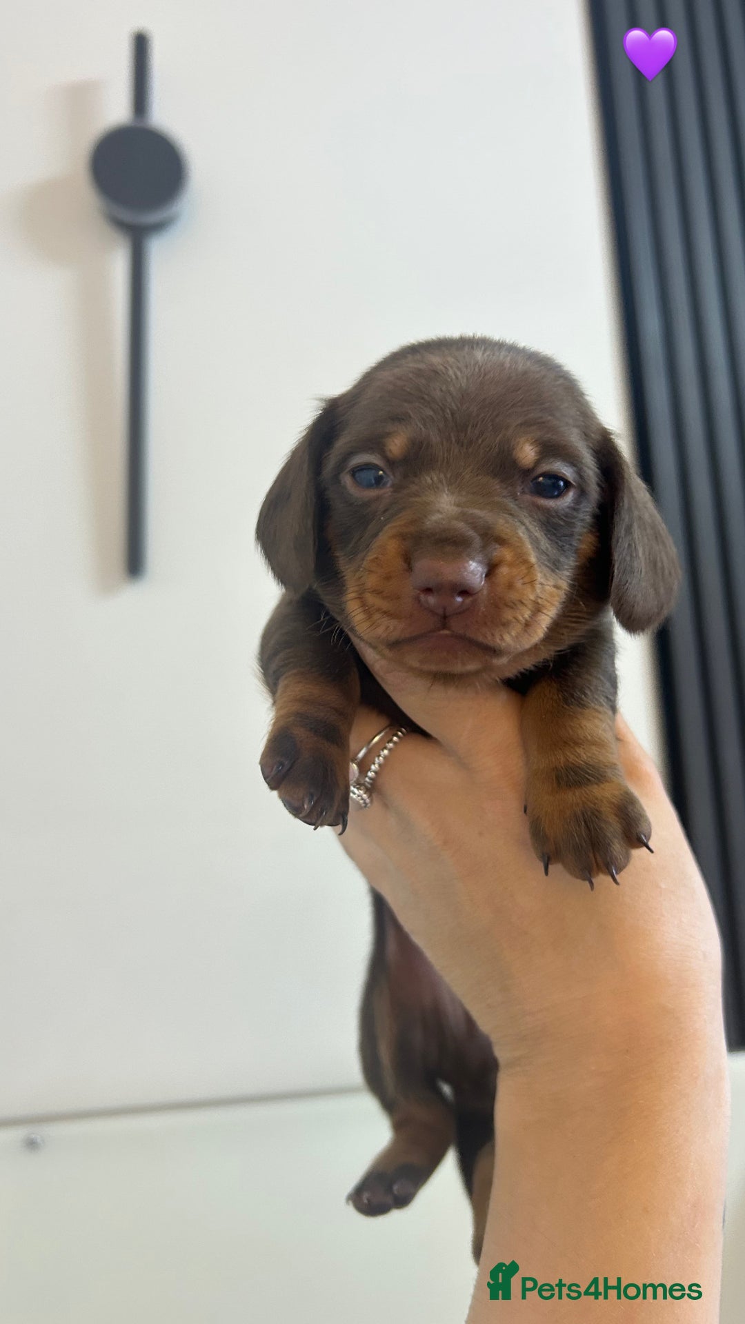 Miniature Dachshund dogs for sale: Four beautiful male miniature dachshunds💙💙💙💙  - Image 3