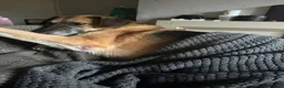Mixed Breed dogs for adoption: Meet Wolfie and Rosie, currently residing in Kent in Gillingham - Advert 7
