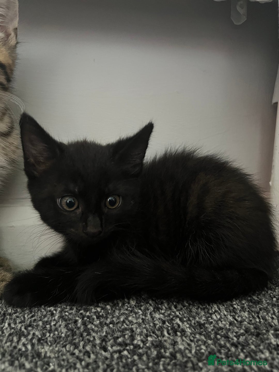 Maine Coon cats for sale: 2 boy kittens ready to go  - Image 5
