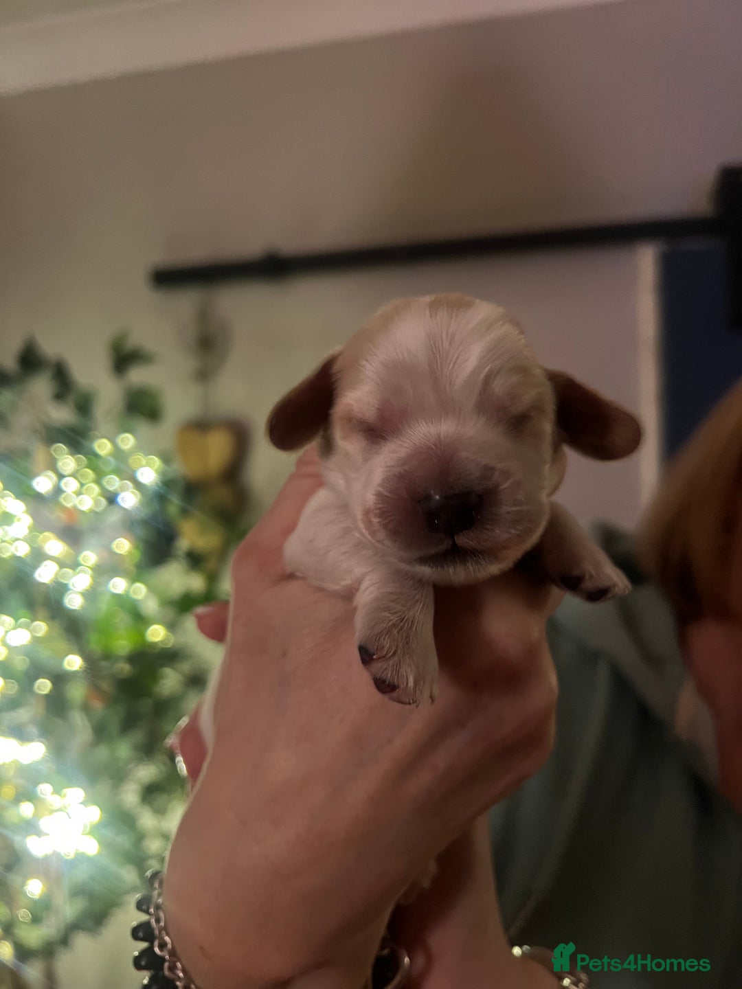 Cocker Spaniel dogs for sale: Show Cocker Spaniel Puppies - Advert 9