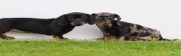 Dachshund dogs for sale: Miniature Dachshund puppies for sale - Advert 36