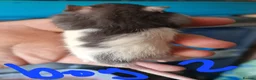 Rat rodents for sale: Baby rats  - Advert 3