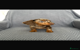 Dachshund dogs for sale: Miniature Dachshund Puppies  - Image 5