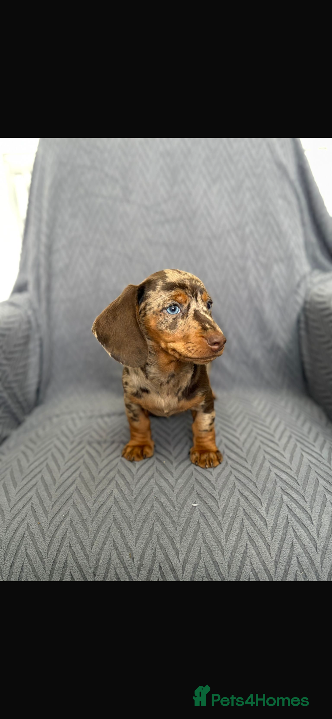 Dachshund dogs for sale: Miniature Dachshund Puppies  - Image 5
