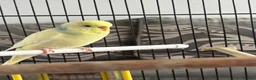 Budgerigars birds for sale: Cooki  - Advert 5