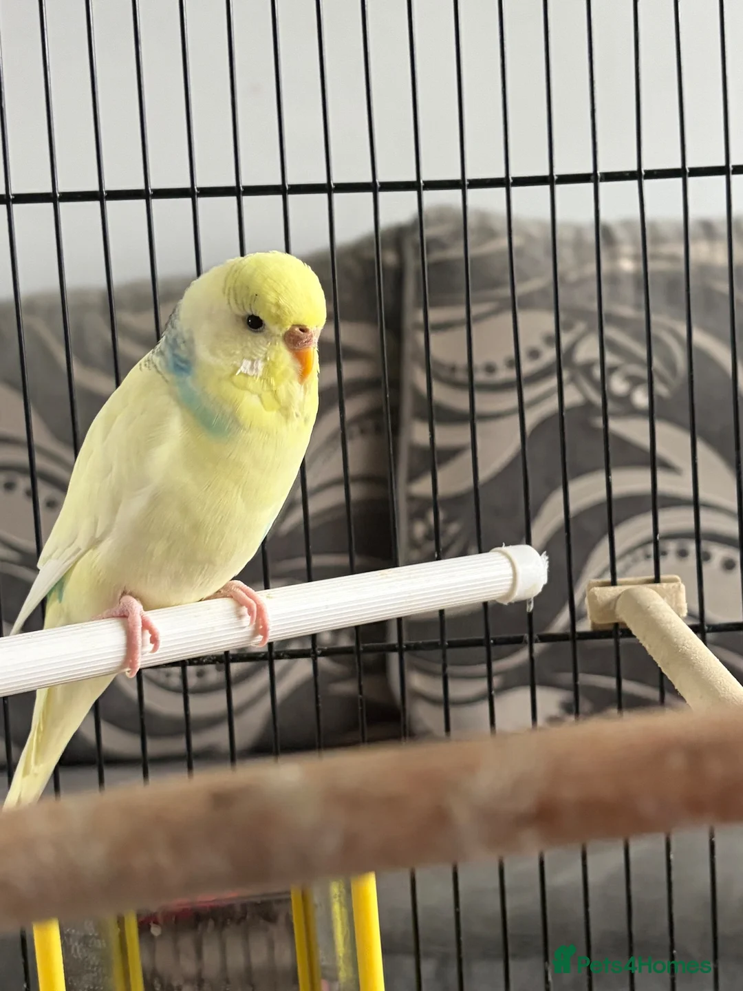 Budgerigars birds for sale: Cooki  - Advert 5