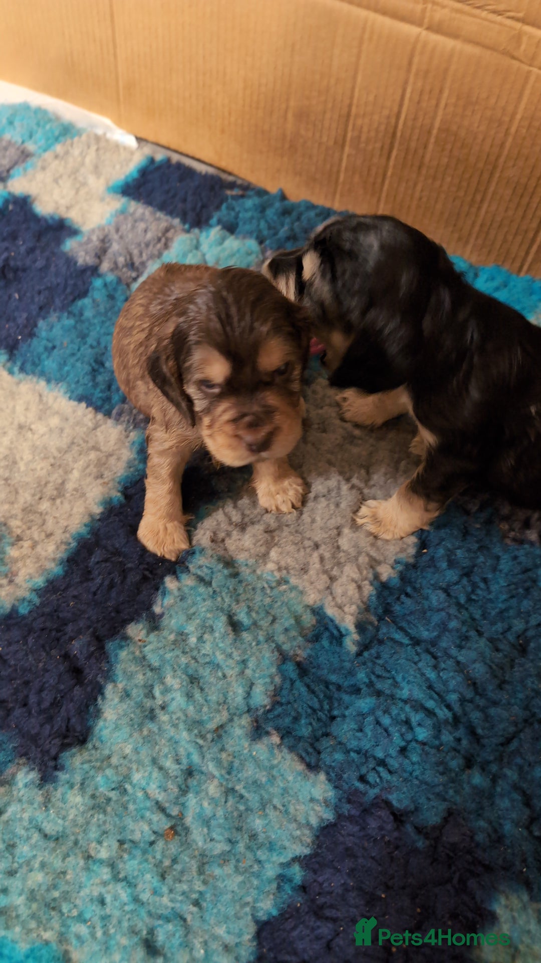 Cocker Spaniel dogs for sale: Show type cocker spaniel  - Image 6