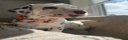 Dalmatian dogs for sale: *1 left please read* Purebred Dalmatian puppies - Advert 3