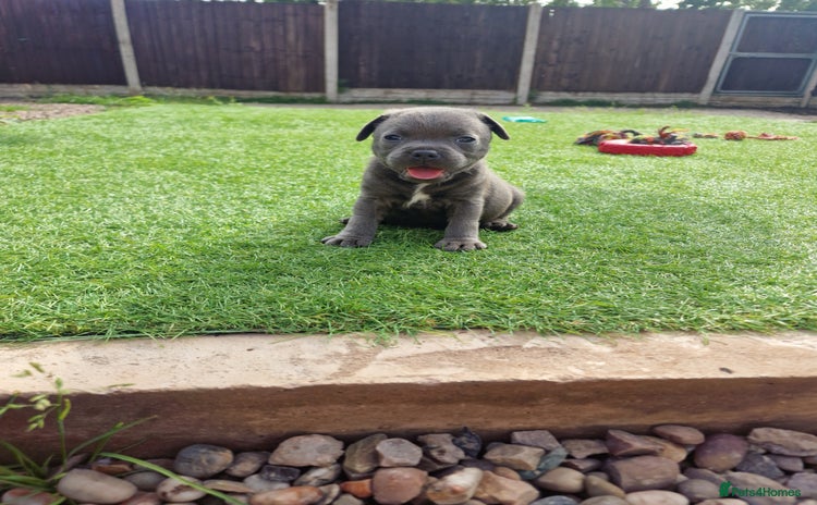 Staffordshire Bull Terrier dogs - Advert 1