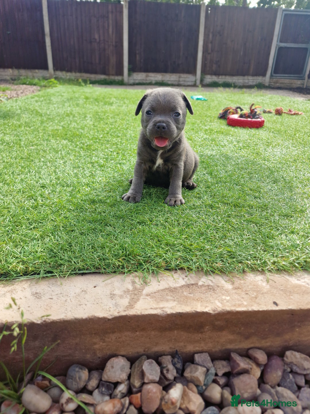 Staffordshire Bull Terrier dogs for sale: 2 female Blue Staffordshire Bull Terrier puppy KC - Image 2