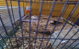 Gerbil rodents for sale: 2 male gerbils  - Image 2