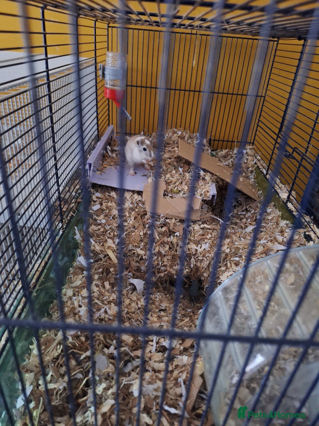 Gerbil rodents for sale: 2 male gerbils  - Image 2
