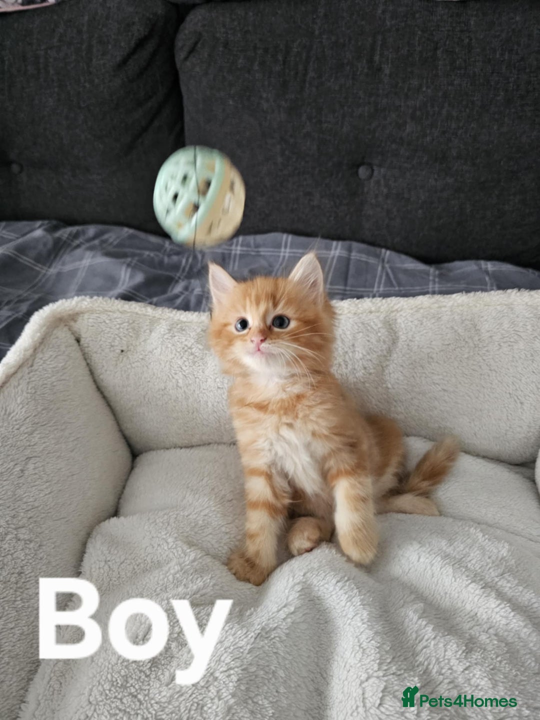 Maine Coon cats for sale: Kittens ready for a new home - Image 4