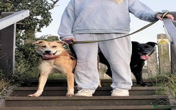 Mixed Breed dogs for adoption: Cristina - Norwich Norfolk  - Image 37