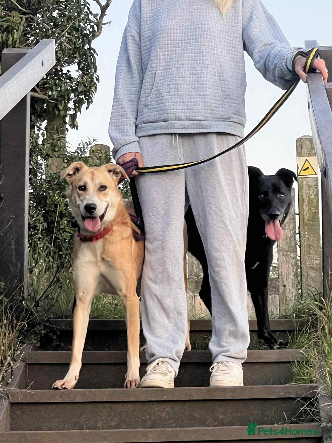 Mixed Breed dogs for adoption: Cristina - Norwich Norfolk  - Image 37