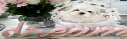 Maltese dogs for sale: Tiny KC Reg. Korean Maltese- CH line show dogs! - Advert 4